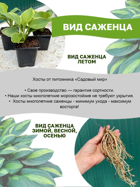 Хоста Брод Стрит