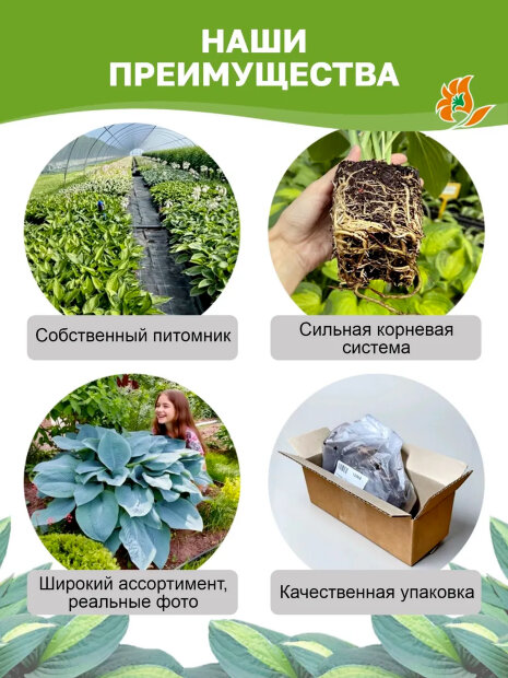 Хоста Брод Стрит