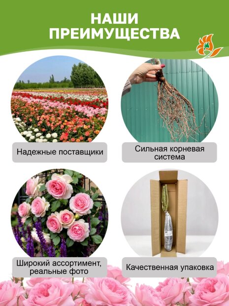Роза Пульман Восточный Экспресс