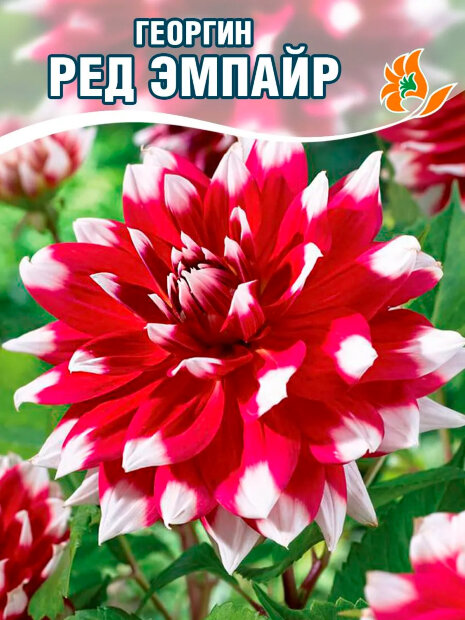 Георгин Ред Эмпайр (декоративный)