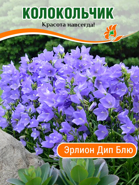 Колокольчик Эрлион Дип Блю, персиколистный