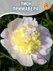 Пион Примавере (травянистый)