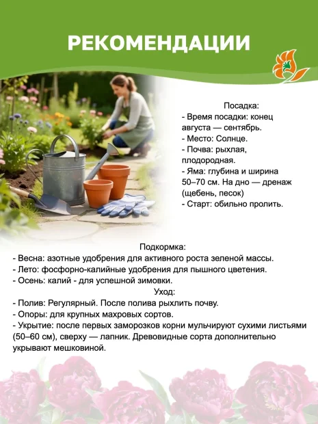 Пион Примавере (травянистый)