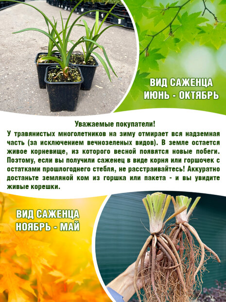 Лилейник Саммэ Вайн
