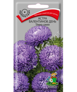 Астра Валентинов день Тёмно-синяя Астра Валентинов день Тёмно-синяя