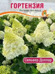 Гортензия Сильвер Доллар Гортензия Сильвер Доллар
