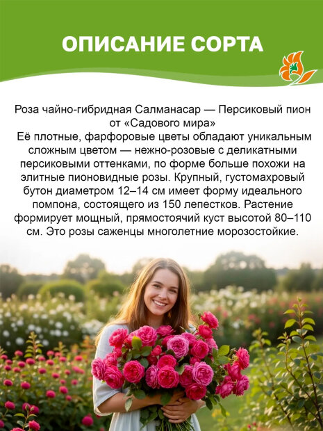 Роза Салманасар