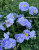 Астра Мари Баллард