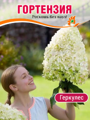 Гортензия Геркулес