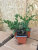 Можжевельник Блю Альпс (китайский)