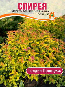 Спирея Голден Принцесс (японская) Спирея Голден Принцесс (японская)
