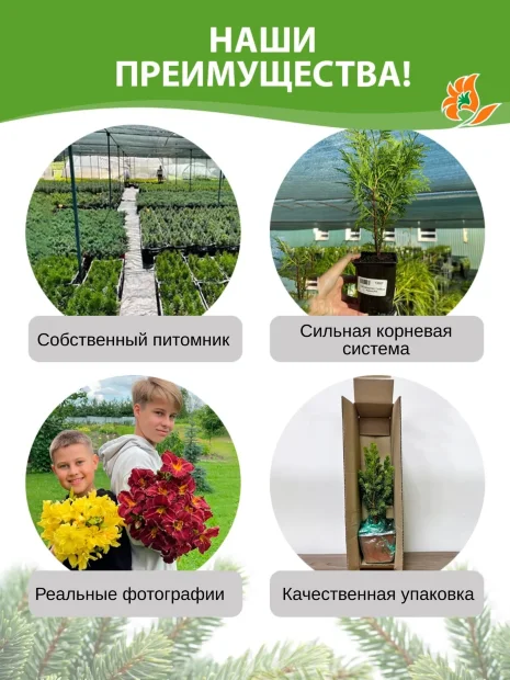 Можжевельник Блю Эрроу