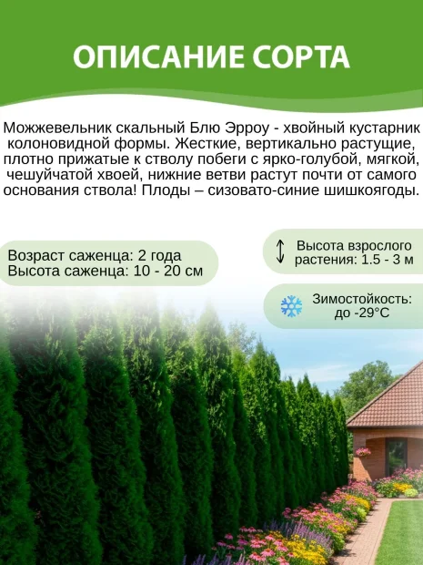 голубой можжевельник фото и описание