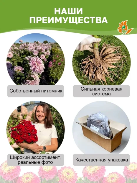 Георгин Марбл Болл (помпонный)