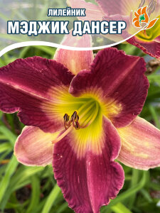 Лилейник Мэджик Дансер Лилейник Мэджик Дансер