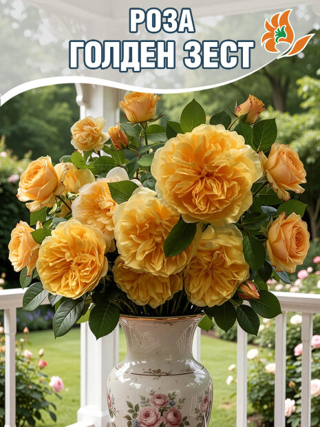Роза Голден Зест 