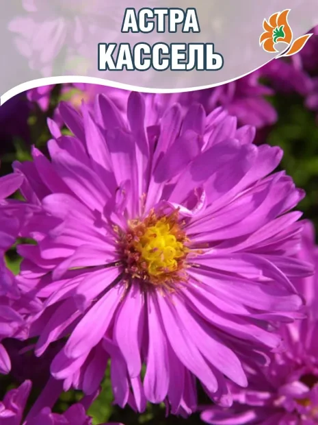 Астра Кассель (кустарниковая) 