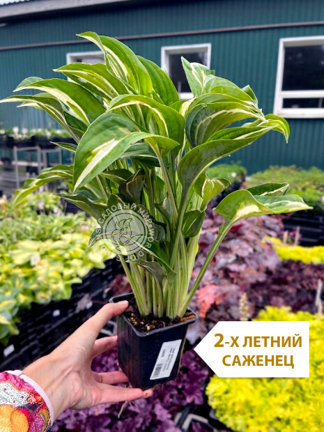 Хоста Снейк Айз