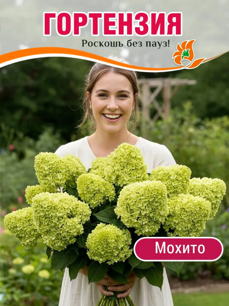Гортензия Мохито (метельчатая)  саженцы 