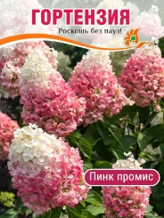 Гортензия Пинк Промис