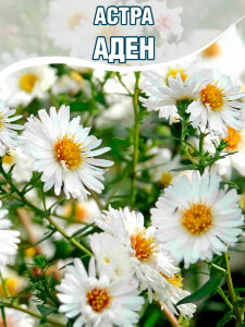Астра Аден (новобельгийская) Астра Аден (новобельгийская)