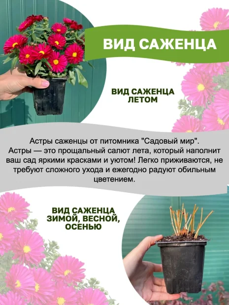 Астра Аден (новобельгийская) 