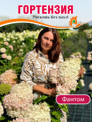 Гортензия Фантом Гортензия Фантом