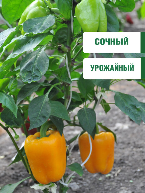 Перец сладкий Золотое Чудо семена 