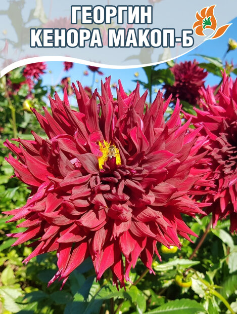 Георгин Кенора Макоп-Би (бахромчатый)
