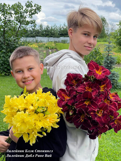 Лилейник Блэк Стокингз