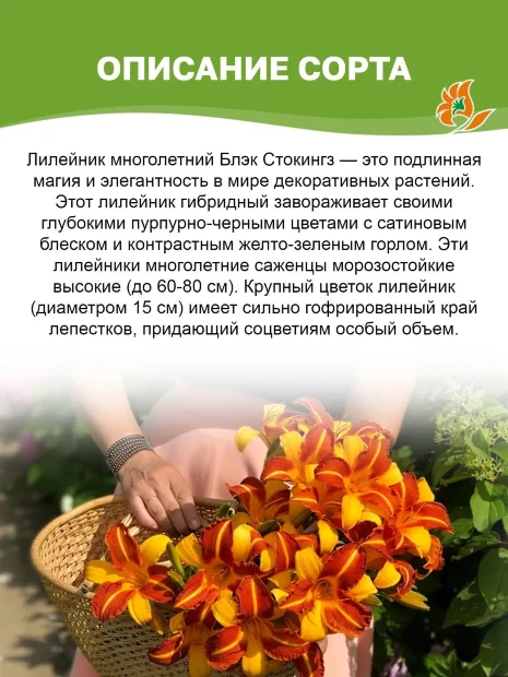 Лилейник Блэк Стокингз