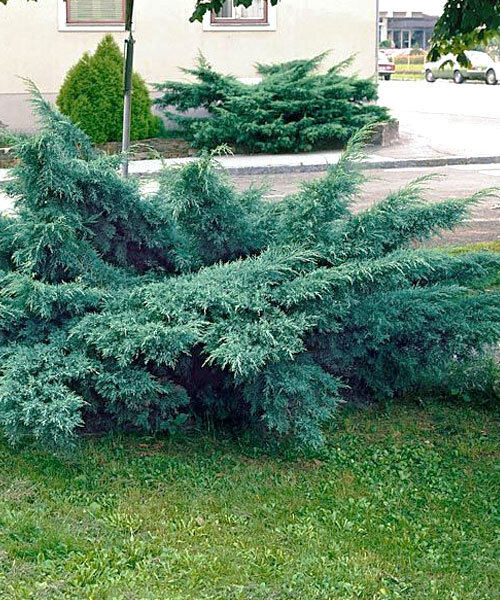 Можжевельник Пфитцериана Глаука