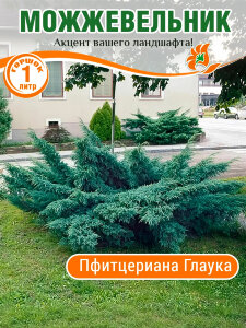 Можжевельник Пфитцериана Глаука Можжевельник Пфитцериана Глаука