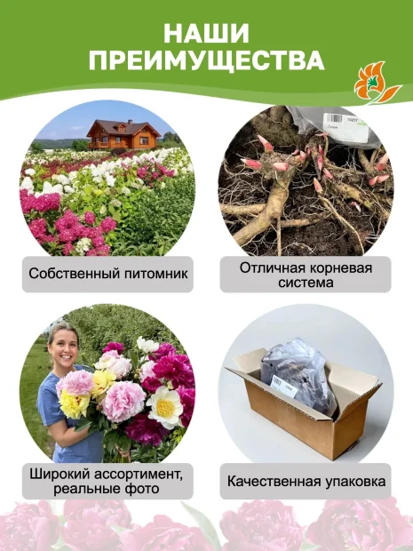 Пион Вайт Тауэрс (травянистый)