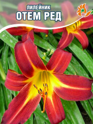 Лилейник Отем Ред Лилейник Отем Ред