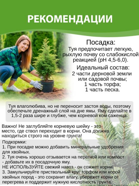 Туя Голден Брабант (западная)