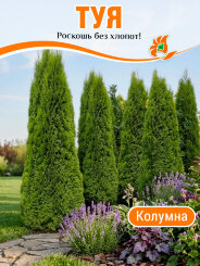 Туя Колумна Туя Колумна