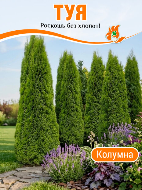 Туя Колумна (западная)