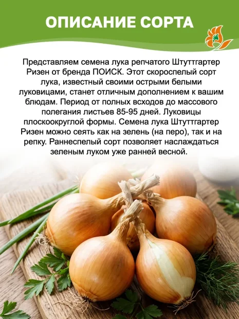 Лук репчатый Штуттгартер ризен семена 
