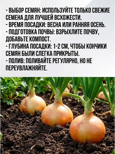 Лук репчатый Штуттгартер ризен семена 
