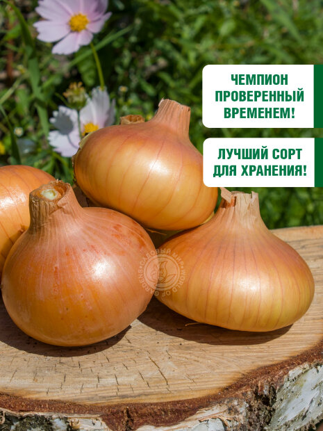 Лук репчатый Штуттгартер ризен семена 