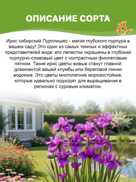 Ирис Пурплишес (сибирский)