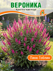 Вероника Пинк Гоблин Вероника Пинк Гоблин