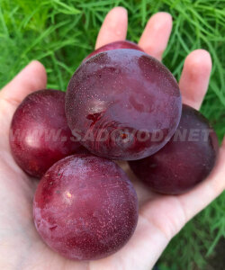 Алыча Кубанская Комета (осень) Алыча Кубанская Комета (осень)