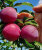 Алыча Несмеяна (осень)