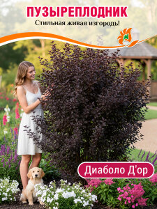 Пузыреплодник Диаболо д'Op (калинолистный) 