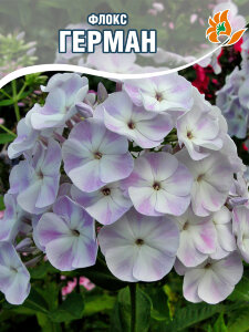 Флокс Герман Флокс Герман