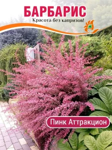 Барбарис Пинк Аттракцион (Тунберга) Барбарис Пинк Аттракцион (Тунберга)