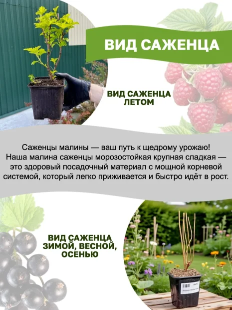 Малина Конёк Горбунок (ремонтантная) саженцы 