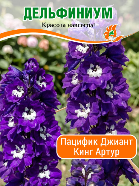 Дельфиниум Пацифик Кинг Артур